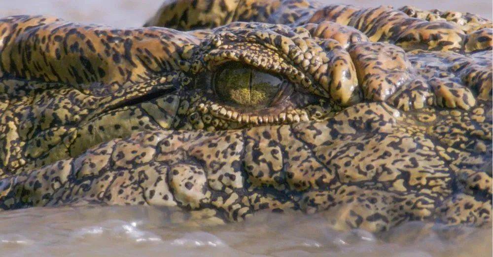 澳大利亚北部的湾鳄脸上布满了小疙瘩每颗都是一个微型的压力感受器