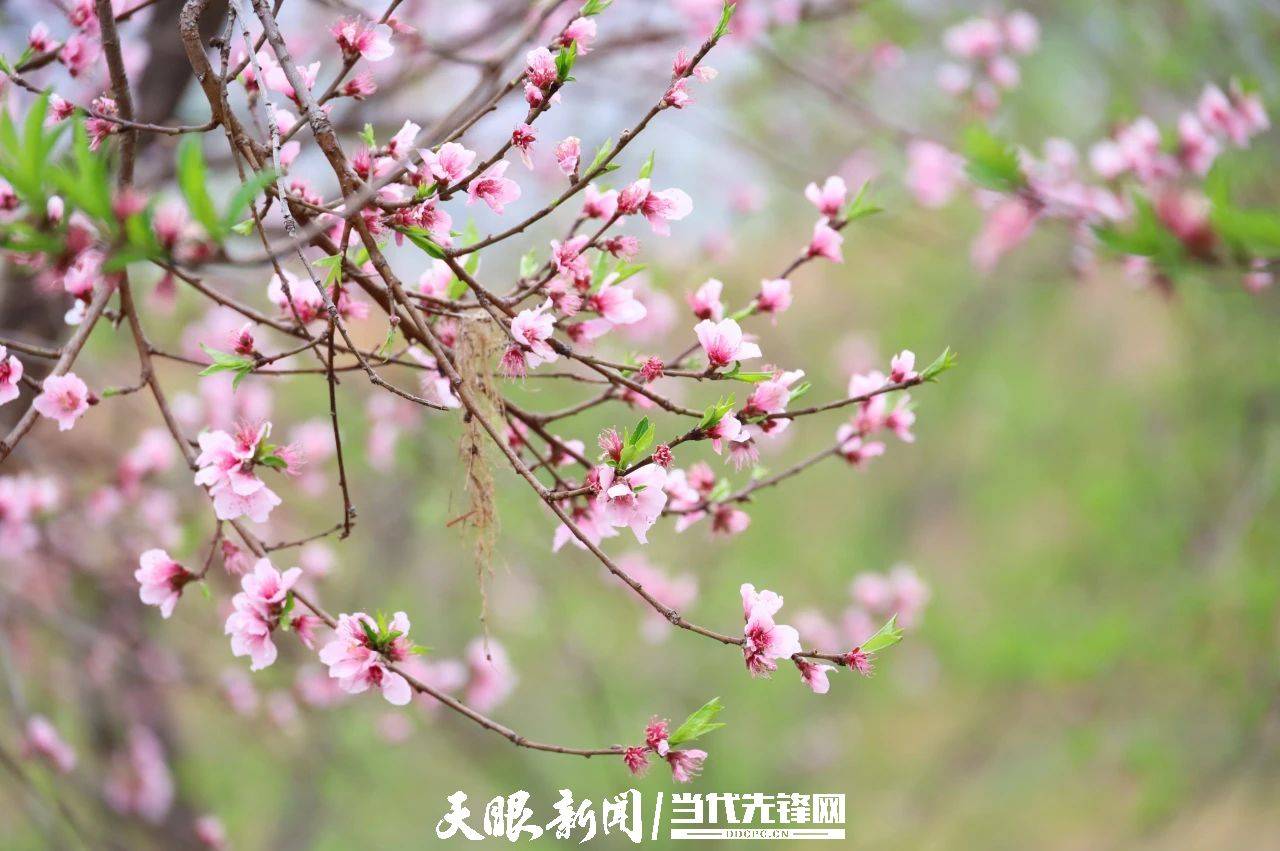 日前,走进金钟镇狮子村1000余亩白花桃种植基地,一朵朵粉红的桃花在