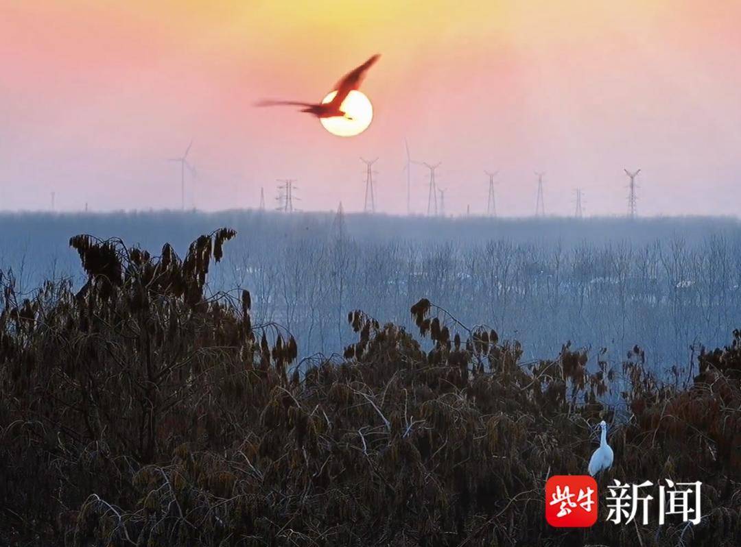 江苏金湖万鸟归巢