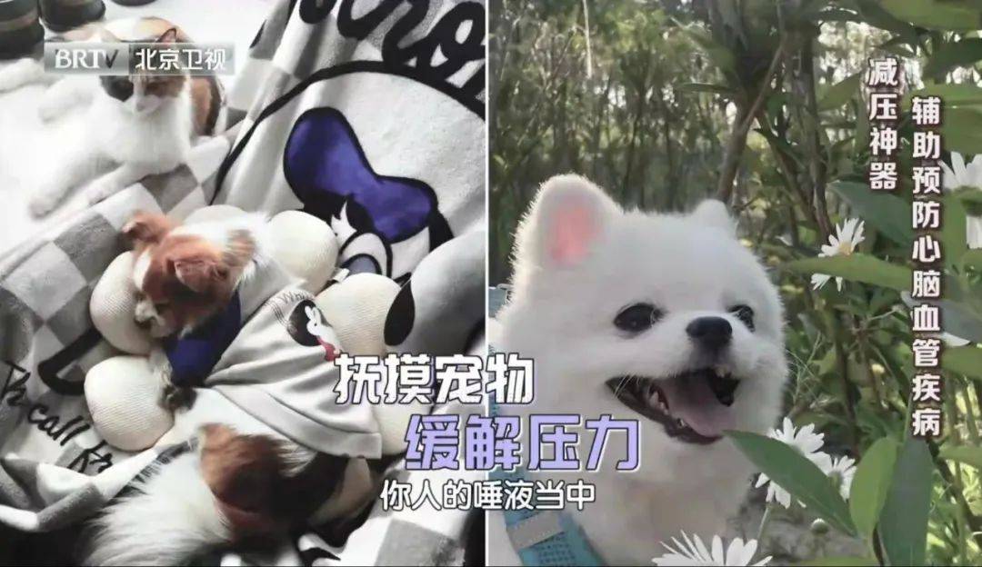 ③抚摸猫猫狗狗:2019年6月美国《教育研究协会开放期刊》上的一个实验