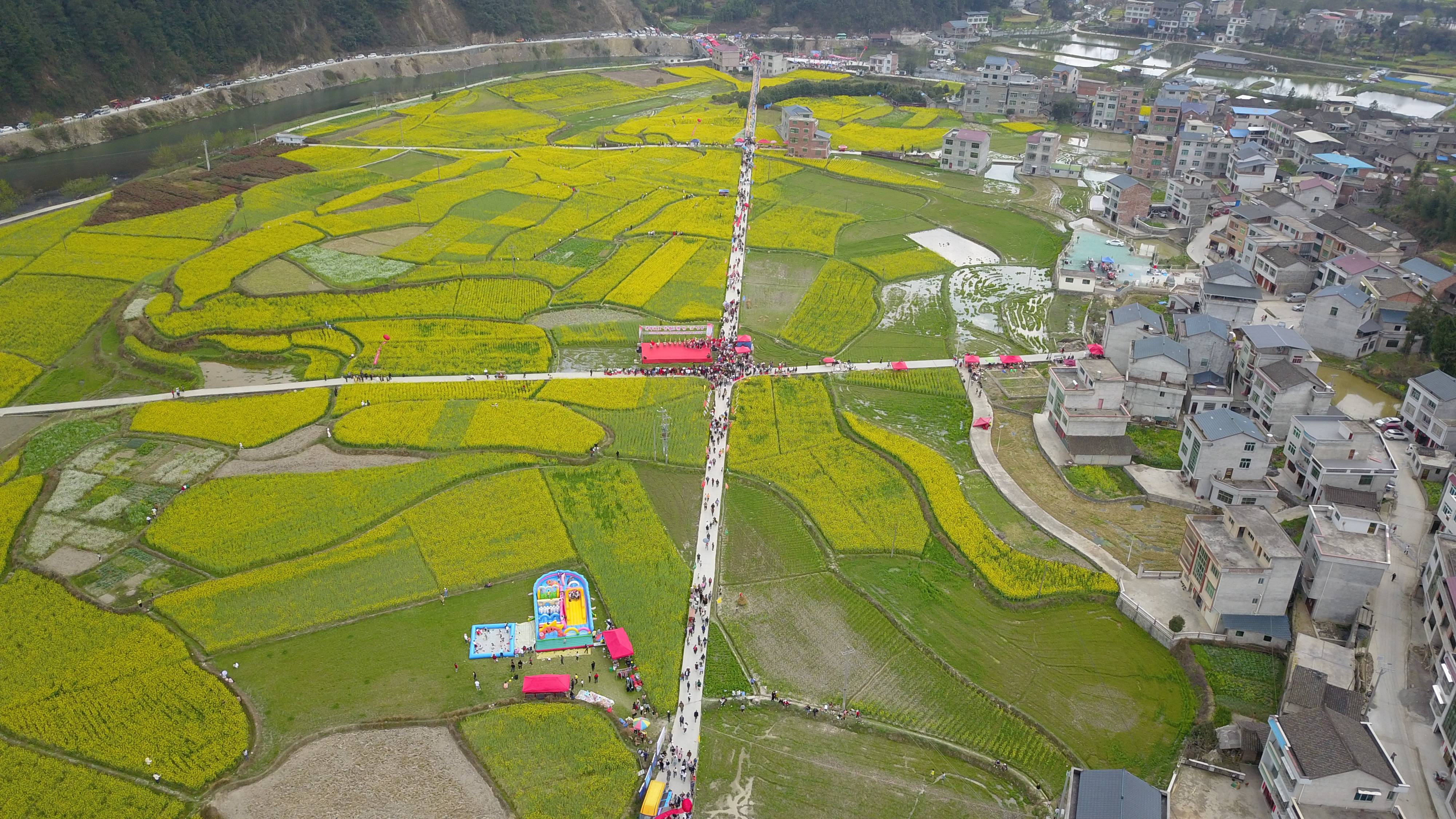 三穗油菜花绽放金色浪漫