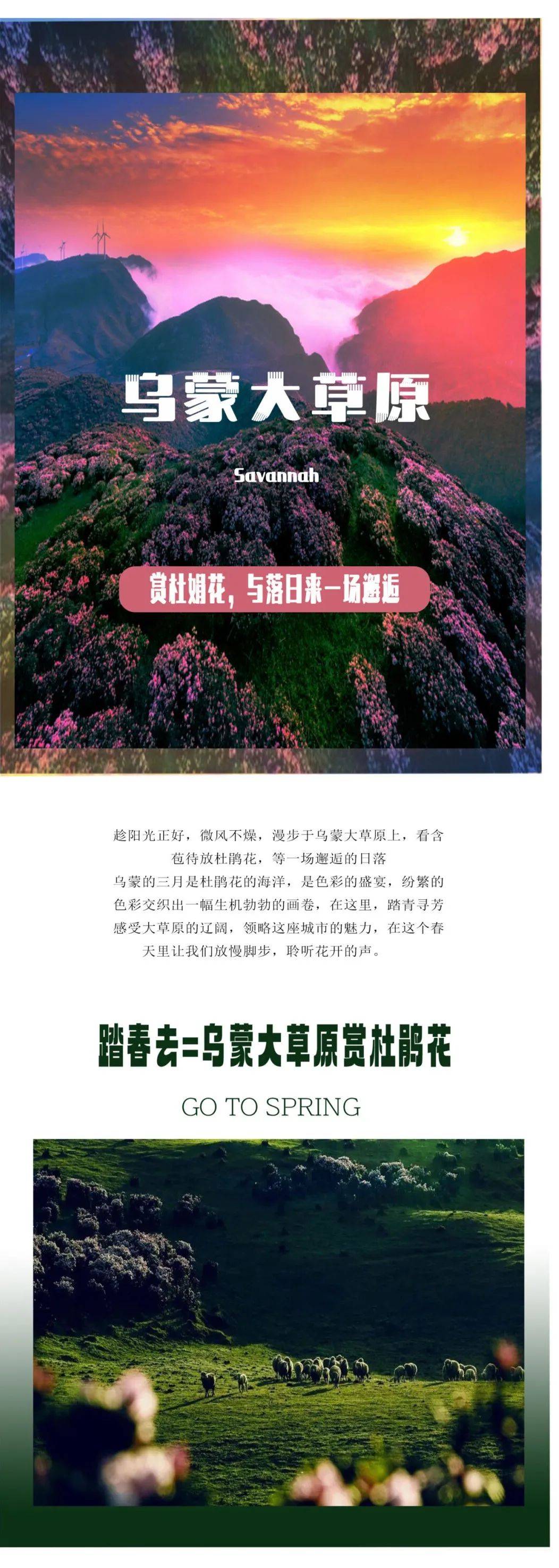 四季四美春之约乌蒙大草原赏杜鹃花最新游玩攻略来啦快马住