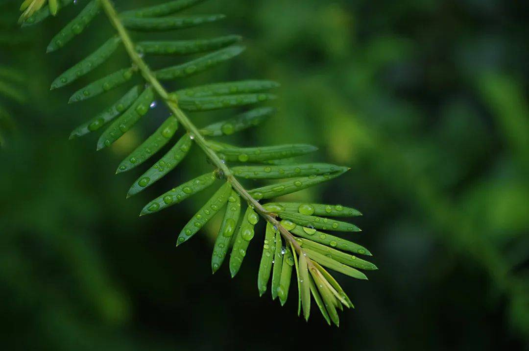 春天为什么爱叹气点进来