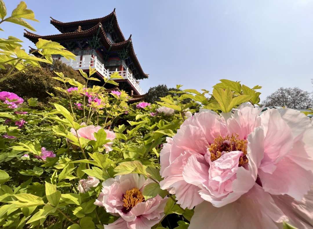 洛阳王城公园牡丹花海引来众多游客打卡啊牡丹百花丛中最鲜艳