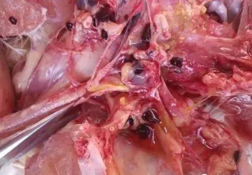 技术管理再谈家禽呼吸道气囊炎的形成与危害