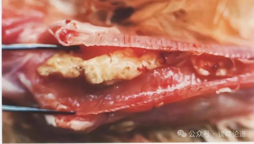 家禽传染性喉气管炎ilt