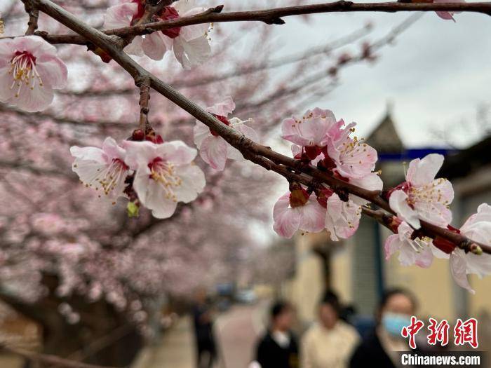 青海:黄河岸畔杏花开春意浓_化隆_游客_陈宗淇