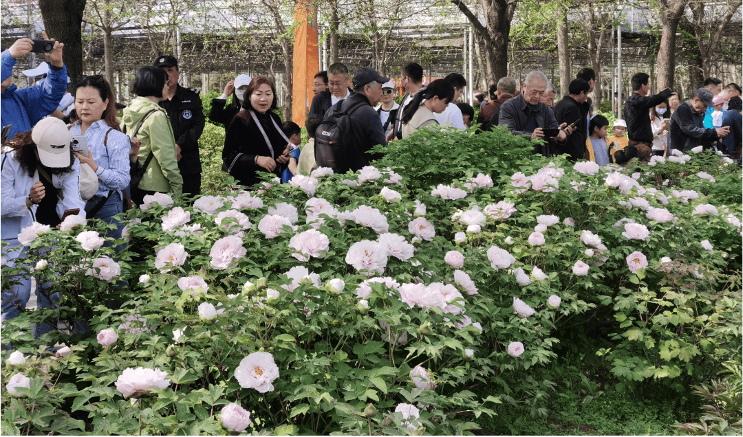 这个牡丹园约105个品种牡丹开放4月2日牡丹花情预报