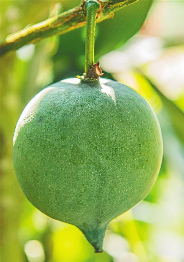 新奇水果安家海南