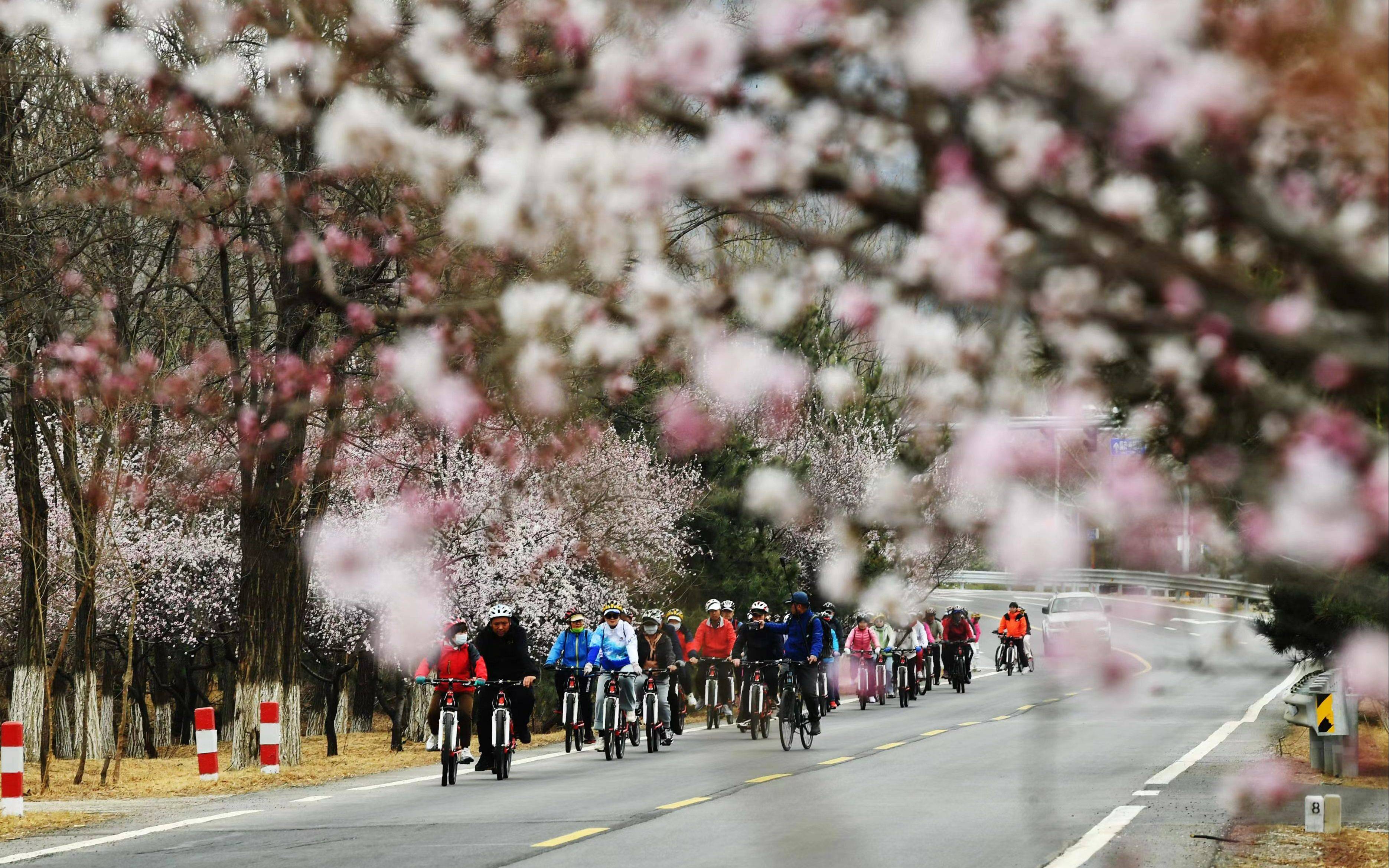 赏花研学音乐节延庆区发布近百项踏青赏花季文旅活动
