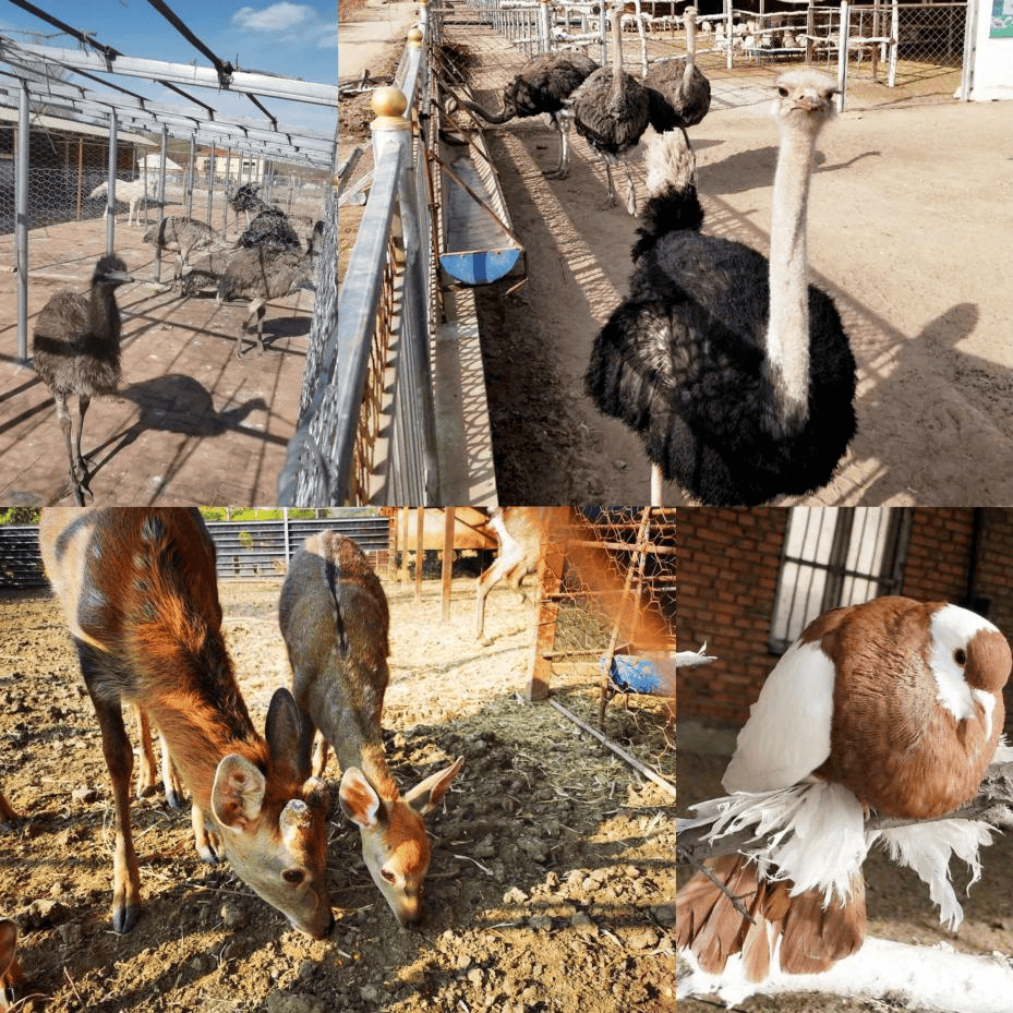 来自内蒙古的春天之邀▏推荐3条乌兰浩特市清明假期游玩线路