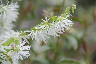 晚潮清明花老师往事