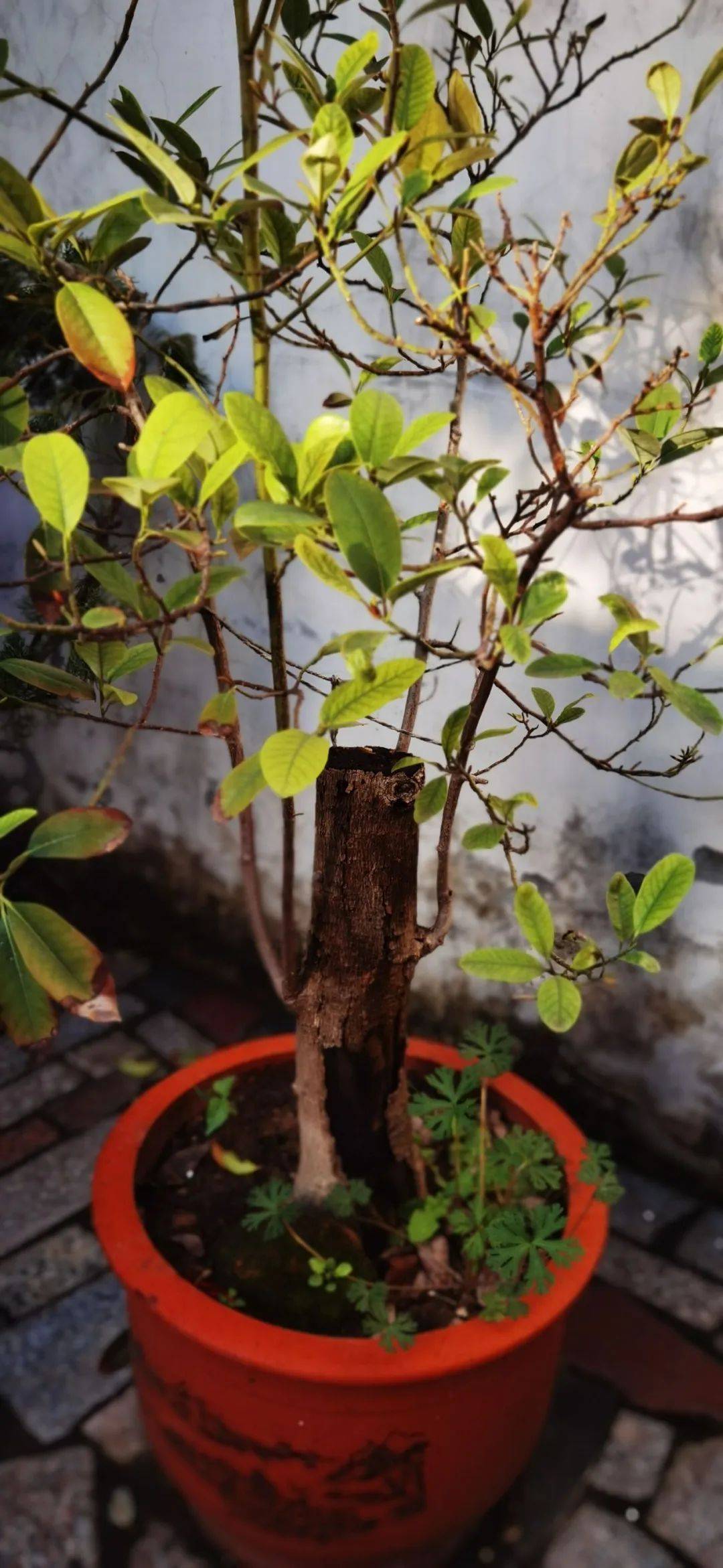 黄锐│花不问对错_含笑_麻雀_先生