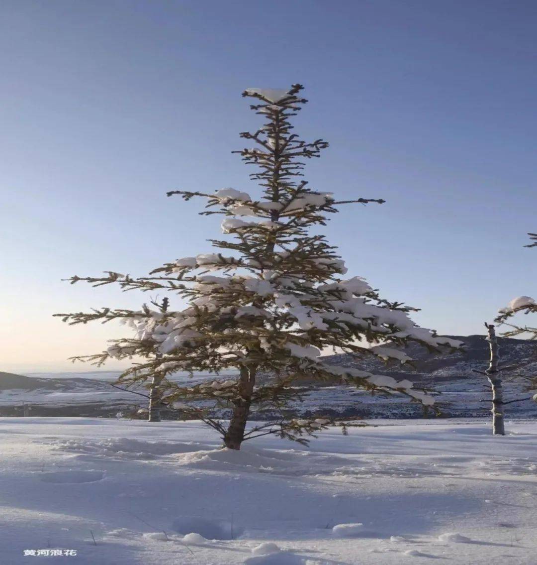 松树雪景图片大全大图图片