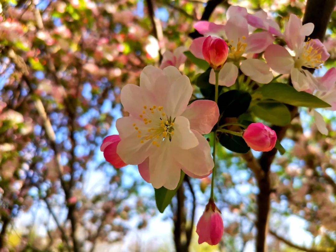 安阳赏花指南—愉字园西府海棠