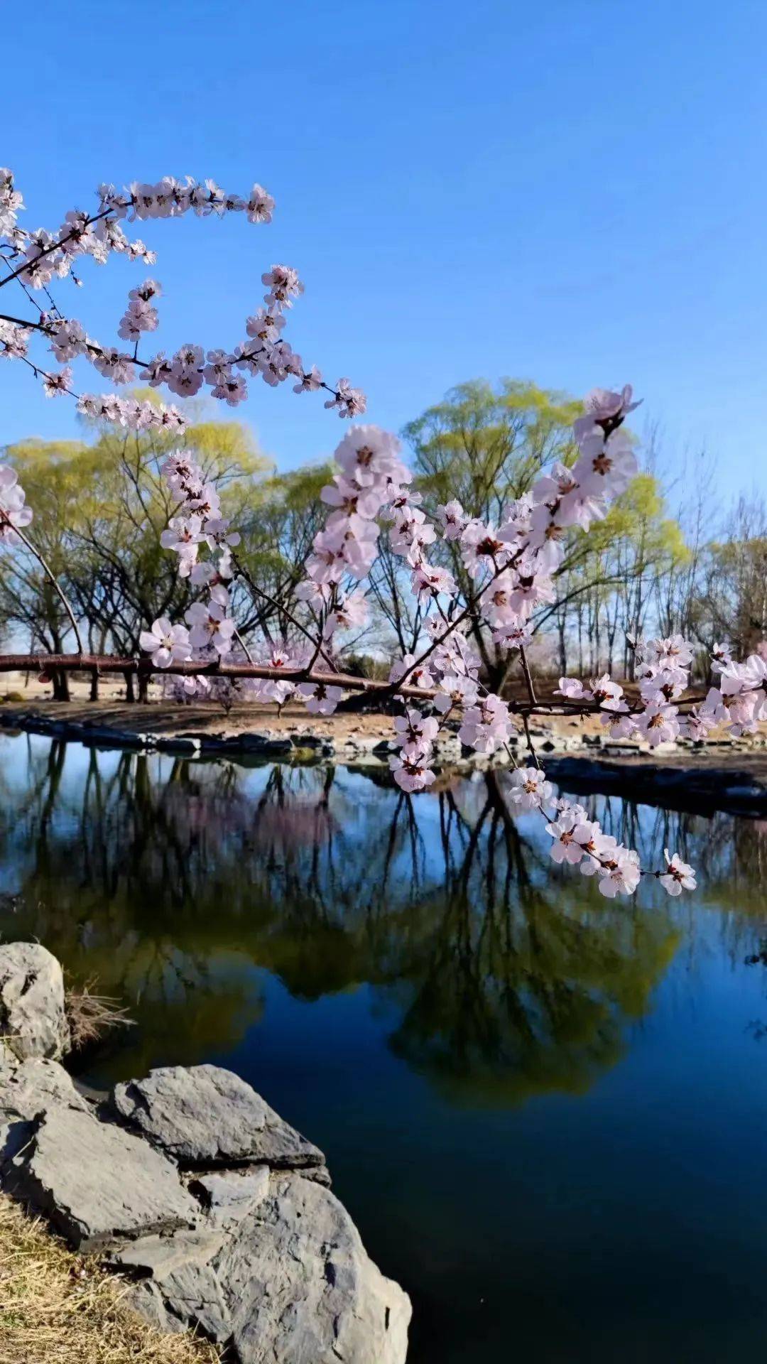 烟柳幕桃花图片