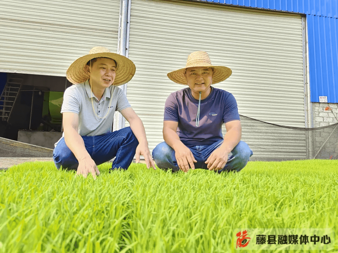 太平镇有插秧机真的好用藤县1万多台农机助力水稻种植