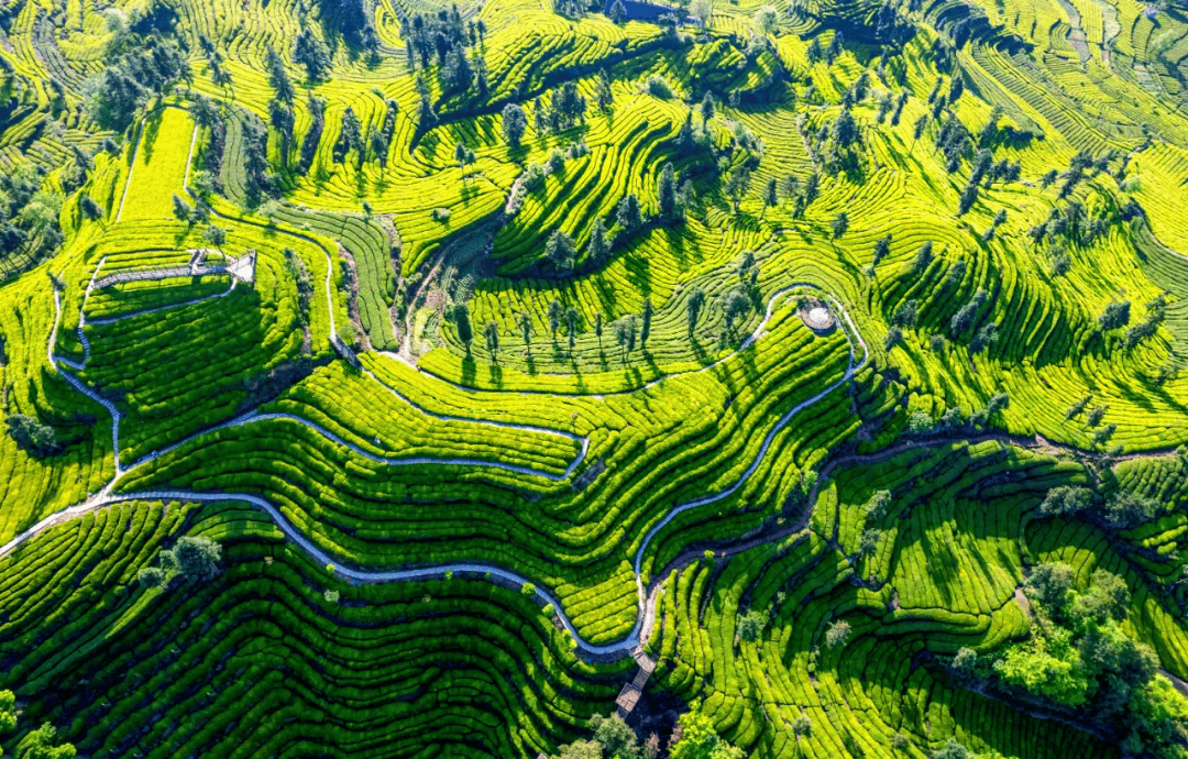 春日湖北:茶山新绿,影像留芳_恩施_张洪刚_茶园