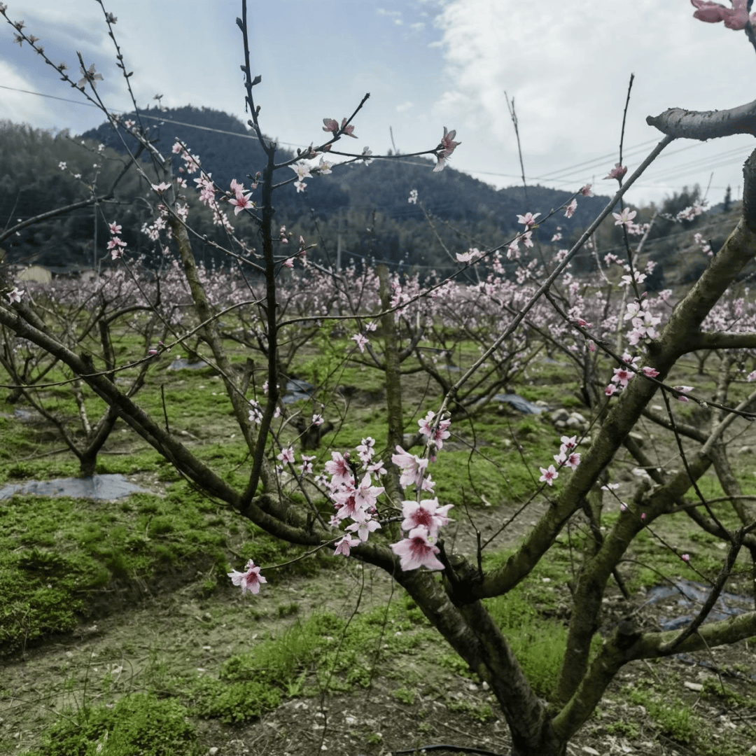 德胜镇春日踏青赏桃花