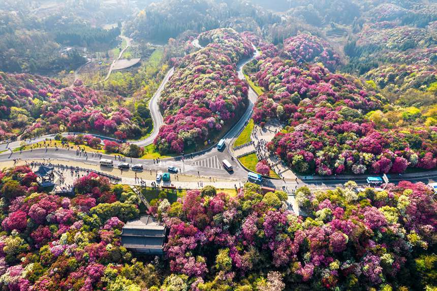 2021年百里杜鹃节图片