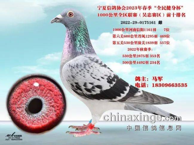 鸽讯宁夏千公里联赛即将启航冠军奖励两万元