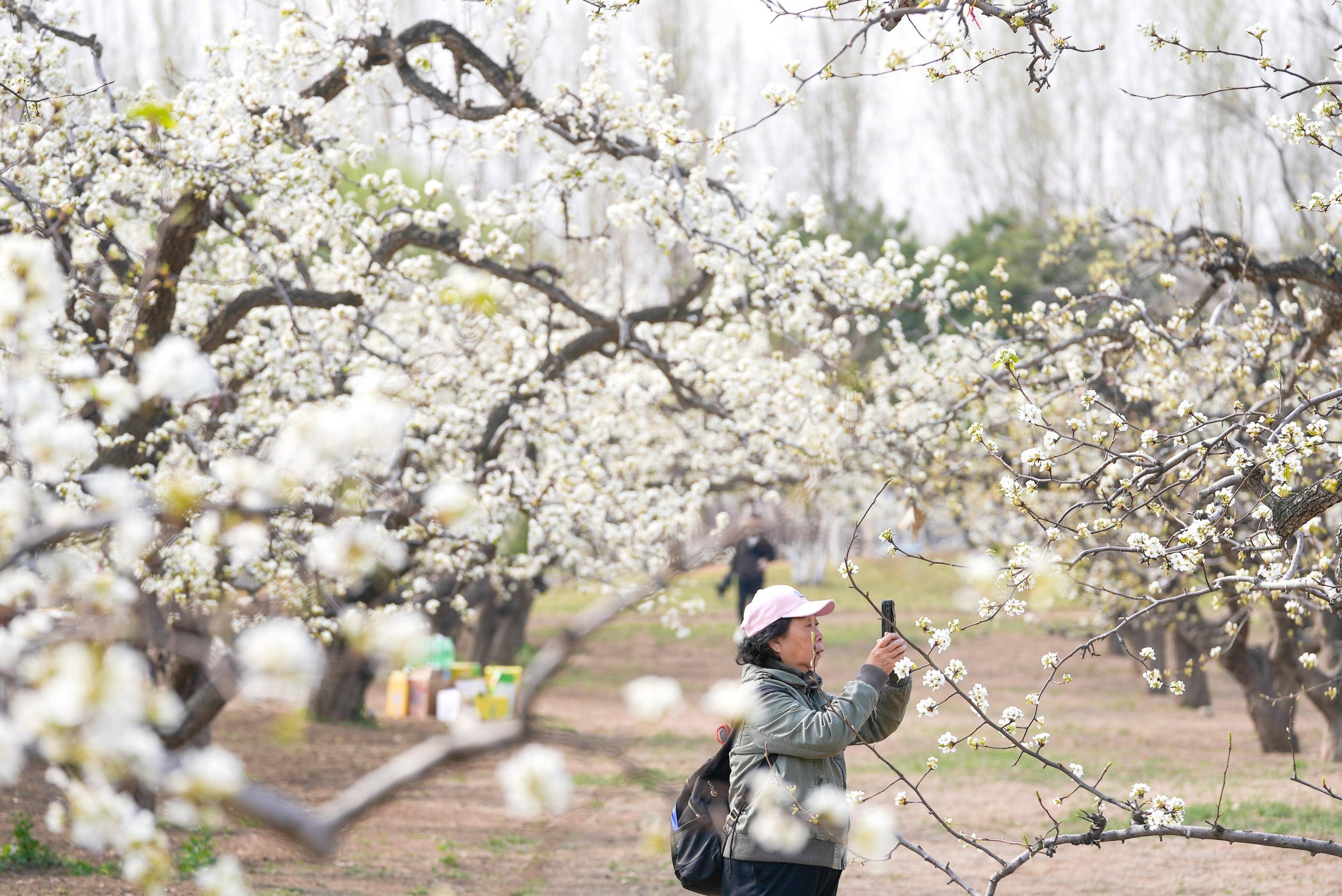 北京大兴千亩梨花图片