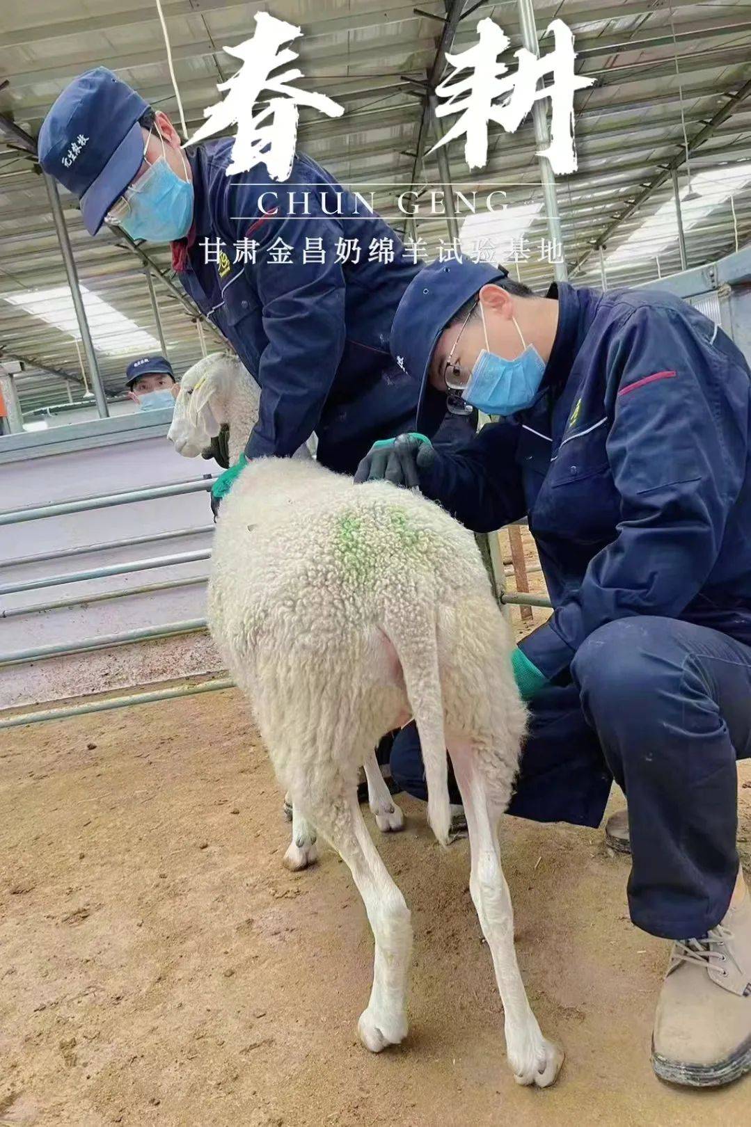 宁夏灵武奶牛试验示范基地促进农业和畜牧业的可持续发展进行深入研究