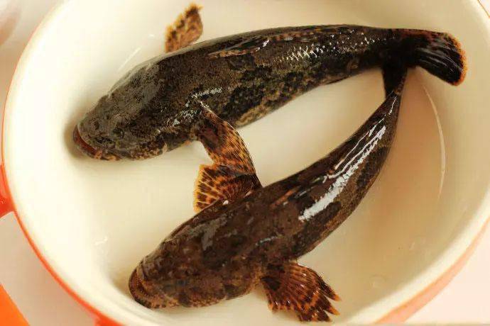 七头一脑,春菜正当"食"_河蚌_青团_螺丝