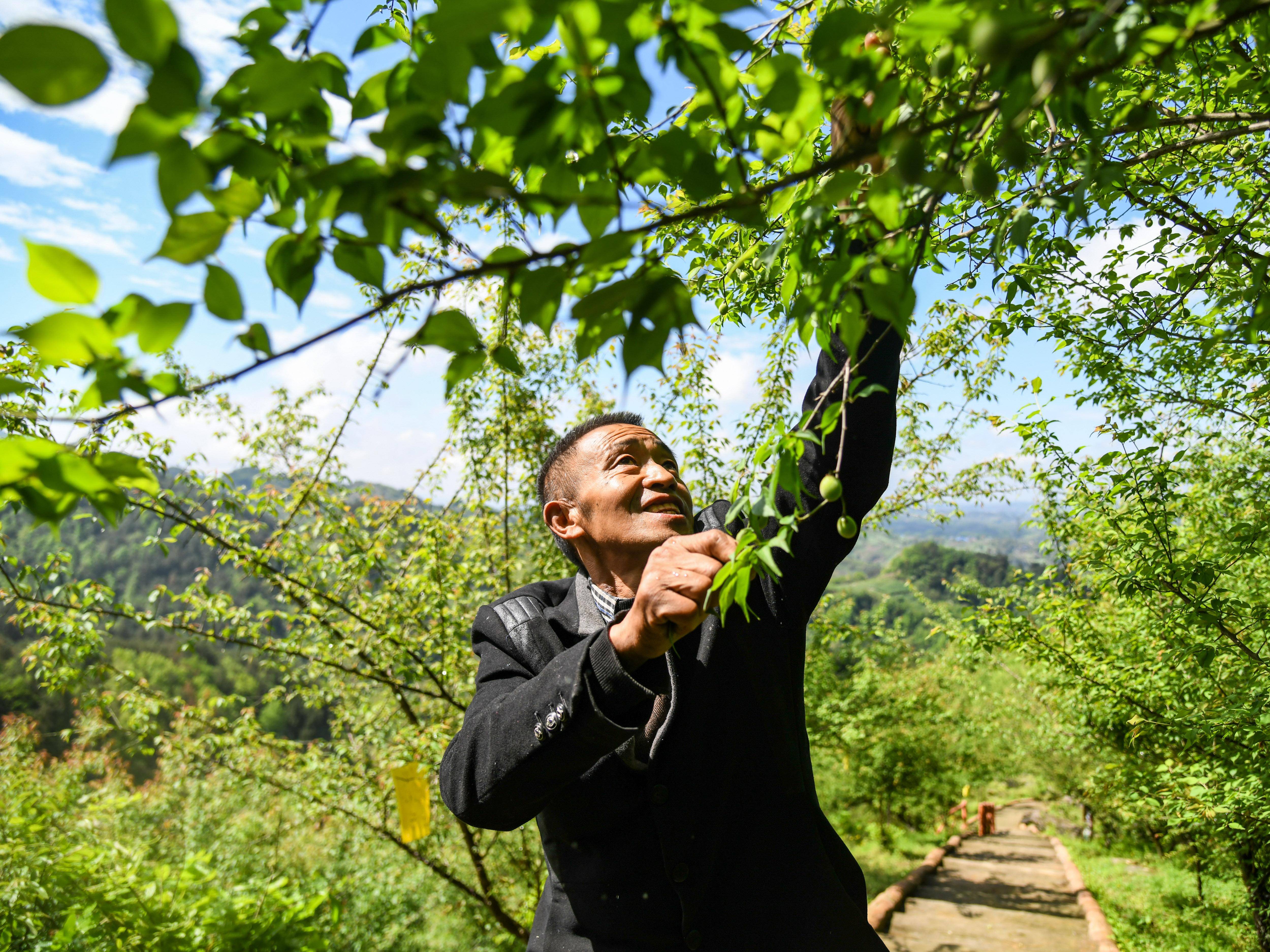 达州乌梅基地图片