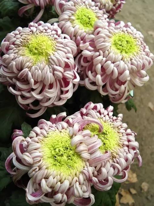 象征_牡丹_菊花