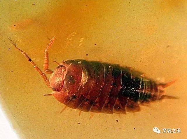 是谁掀起了蜜蜡的收藏热投资琥珀蜜蜡能否胜过房地产