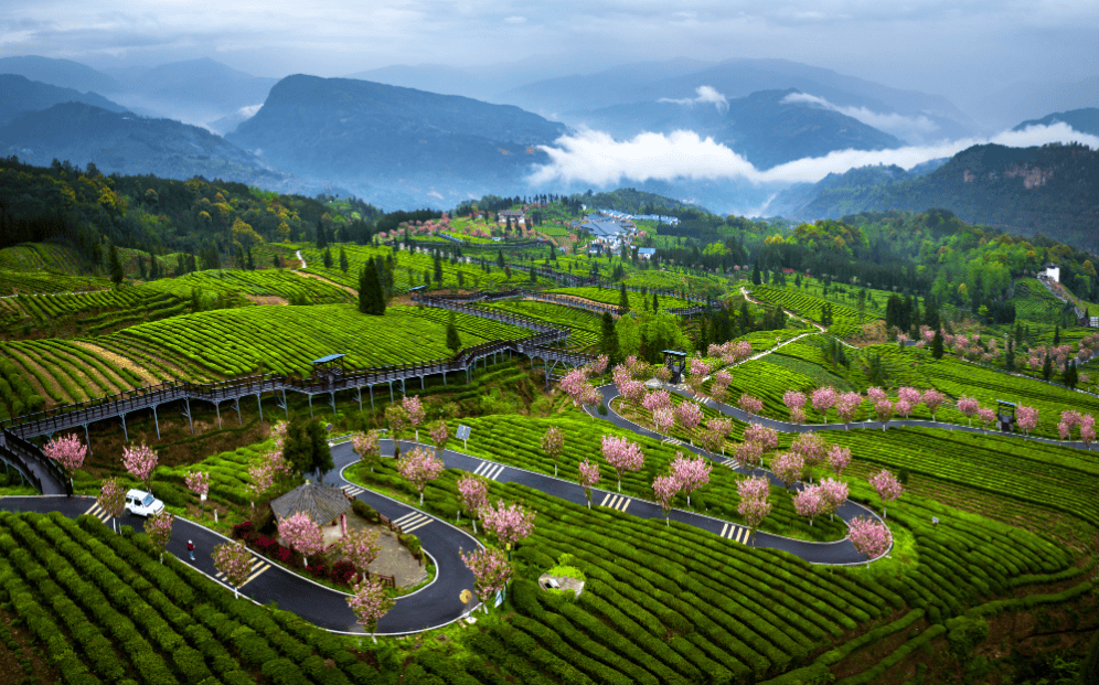 青梅竹马边城茶香2024马边绿茶采茶季活动隆重举办