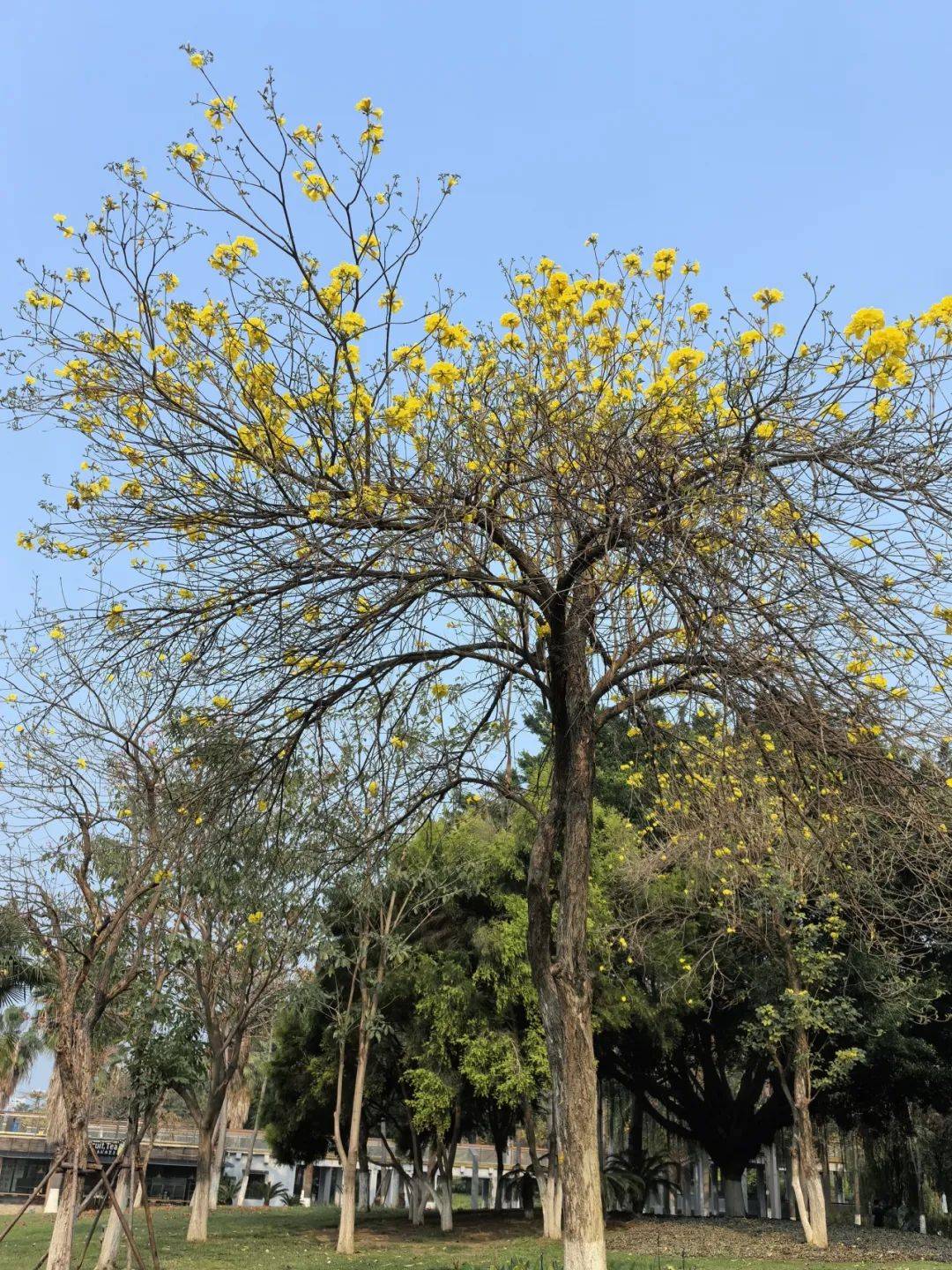 春风和熙,来看看武荣公园里的"红黄粉绿"!