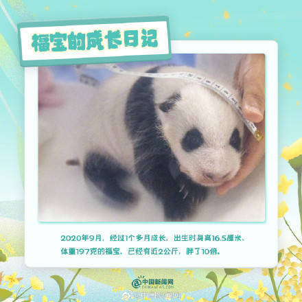 可可爱爱福宝的成长日记