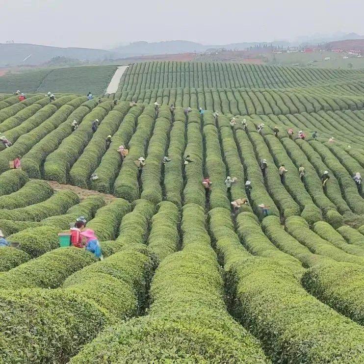 作品轮播看见西秀春有约征集活动投稿一