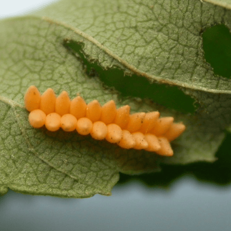 北京地区4月主要林木有害生物监测防治历