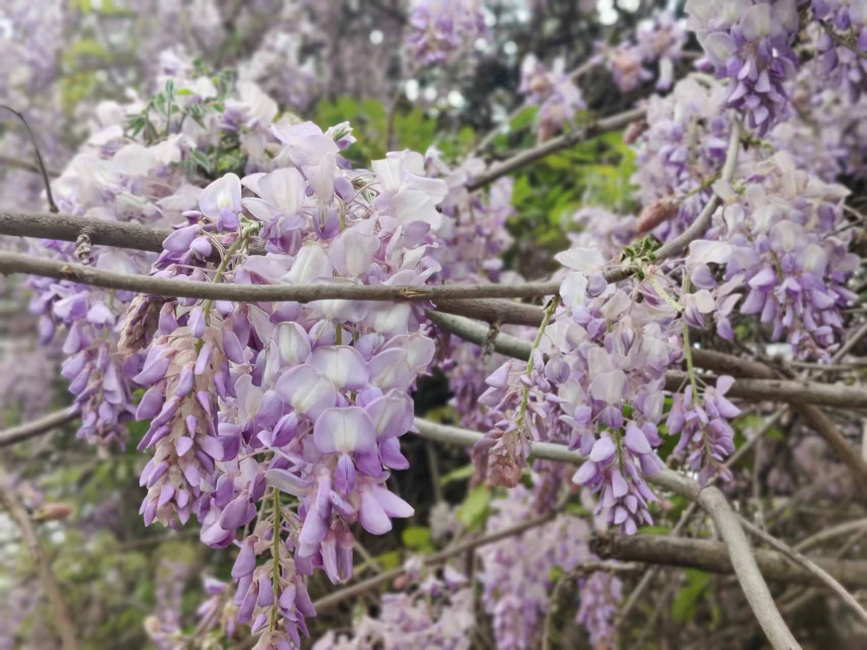 武汉有自己的紫藤萝瀑布东湖有处50米的紫藤萝长廊61岁阿姨特地穿同色