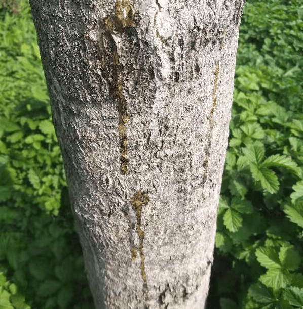 危害国槐,龙爪槐,蝴蝶槐等.幼虫蛀食复叶基部,花穗及果荚(槐豆).