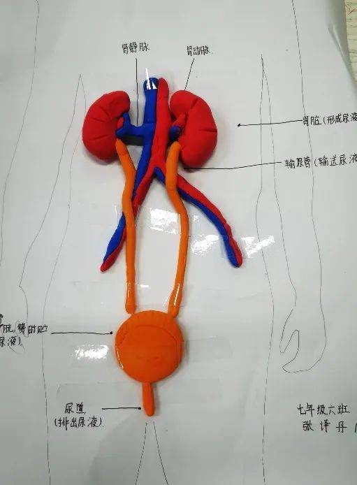 【五三61学科节】巧制生物模型 精探人体奥秘——初中部生物学科节