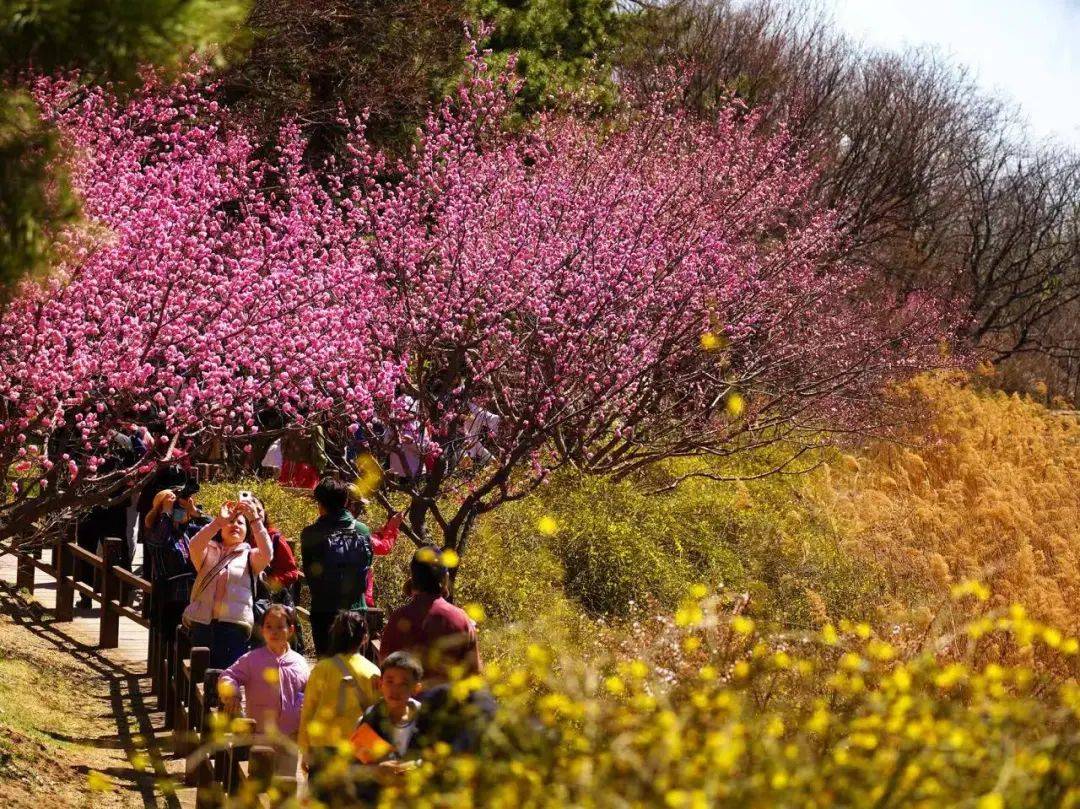 请查收!清明踏青赏花地图来了