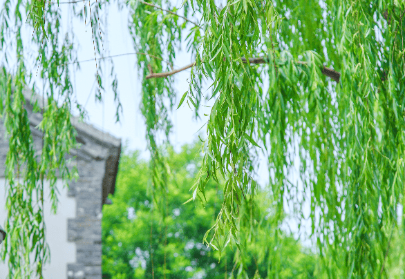 今日清明别忘了咱的老讲究