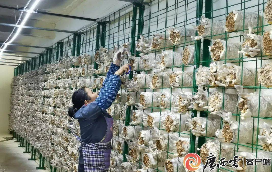 都安:村级集体经济投入超12亿元_良村_项目_的发展