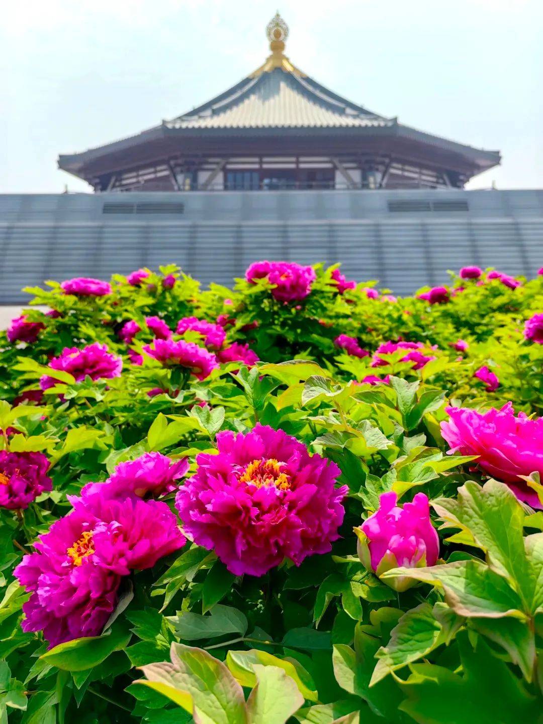 中国洛阳牡丹文化节推荐赏花地:郑州人民公园/绿博园/园博园/伏羲山