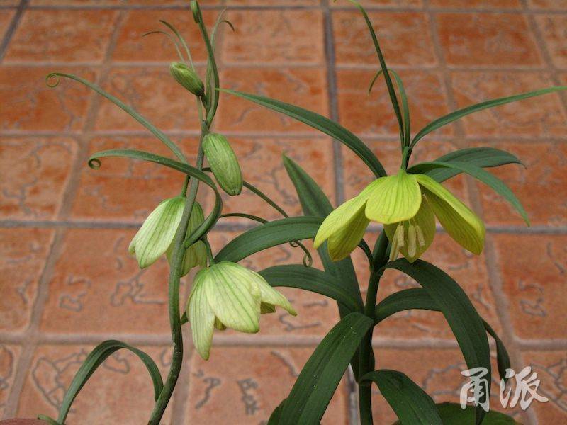 天目贝母宁波再添重量级珍稀植物