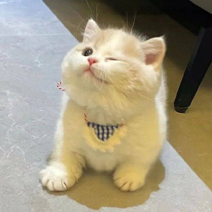 头像 | 这组用来做wechat头像超棒 ! 676767