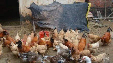 矮脚母鸡勤生蛋,初出猫狸凶似虎