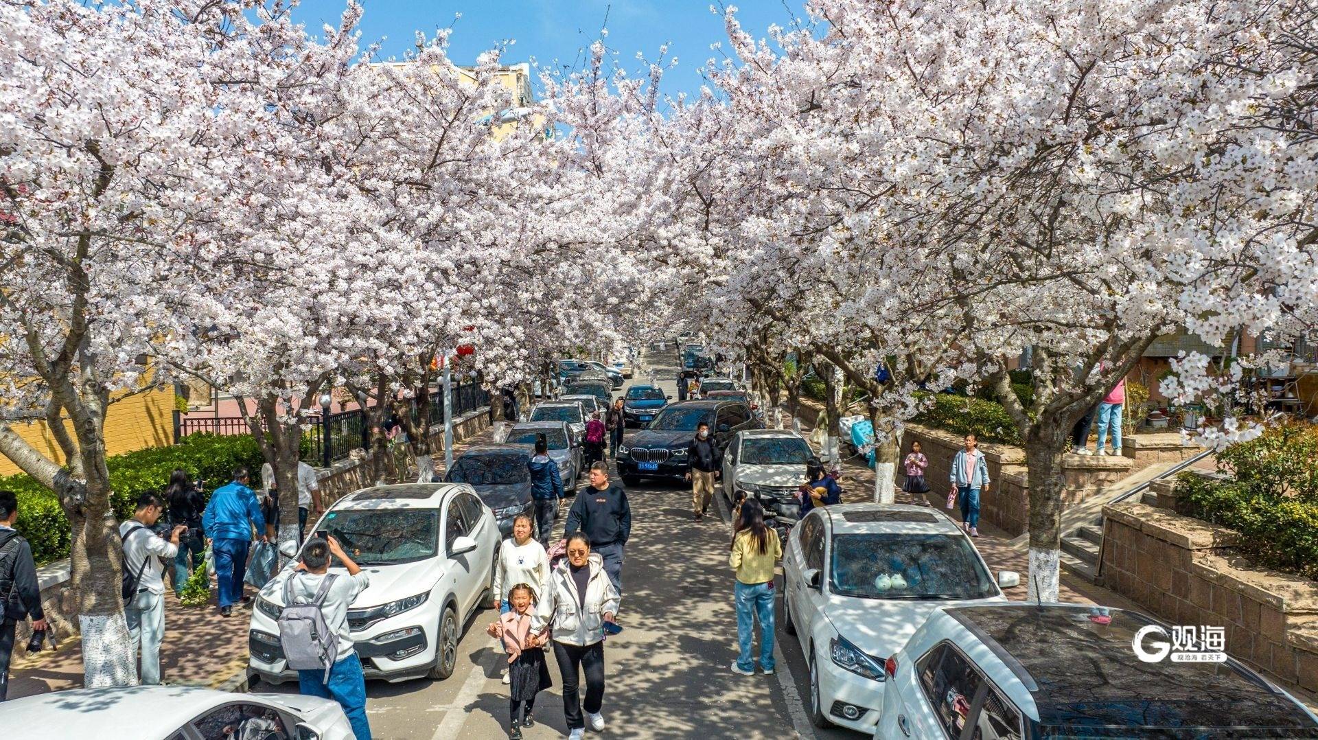 共赴樱花之约,青岛网红樱花小区美爆出圈