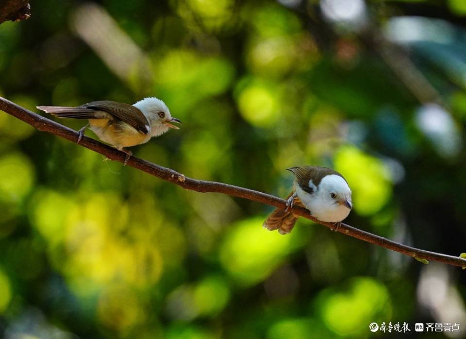 云南高黎贡山百花岭可爱的白头䴗鹛