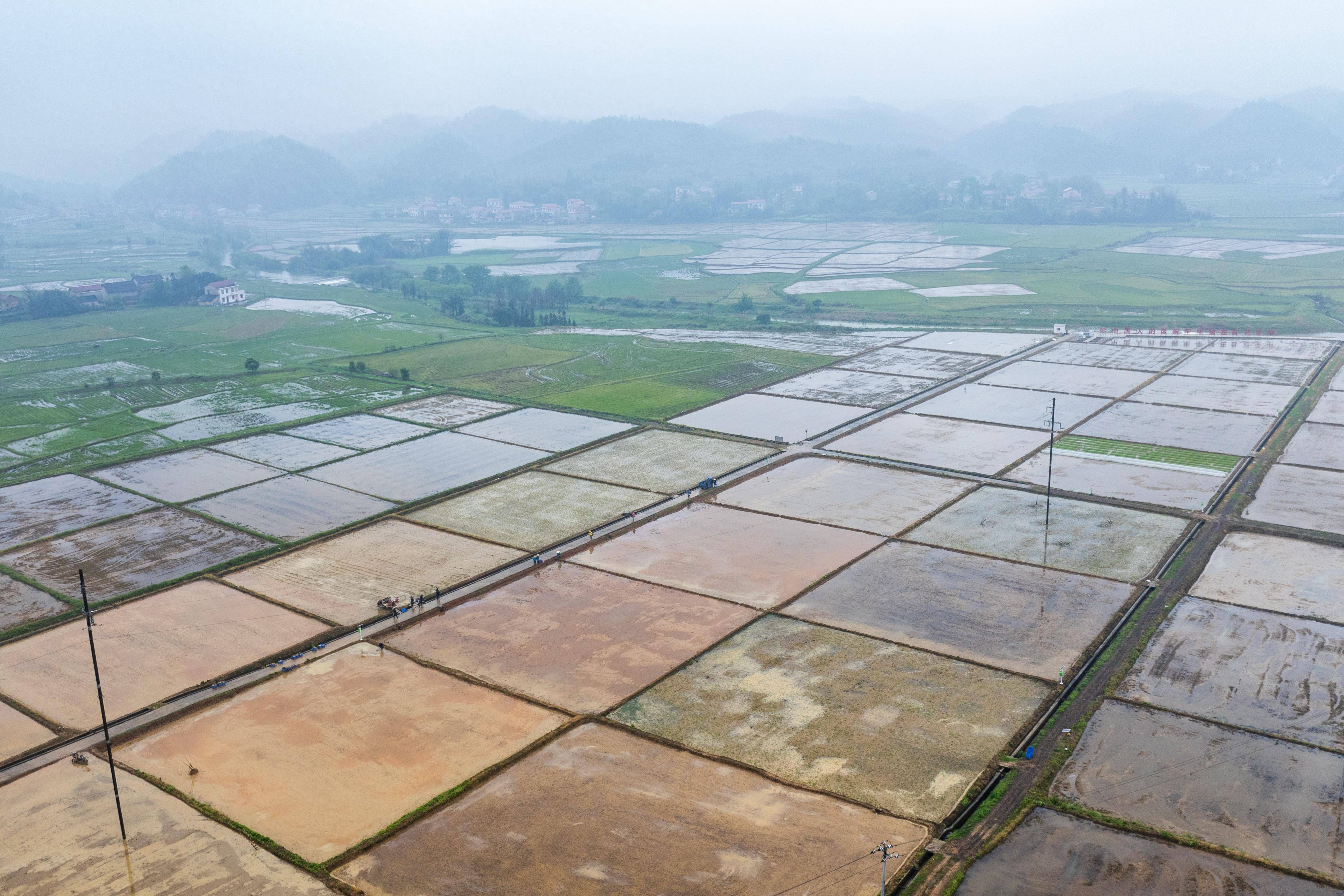 湖南渌口低镉水稻插秧忙