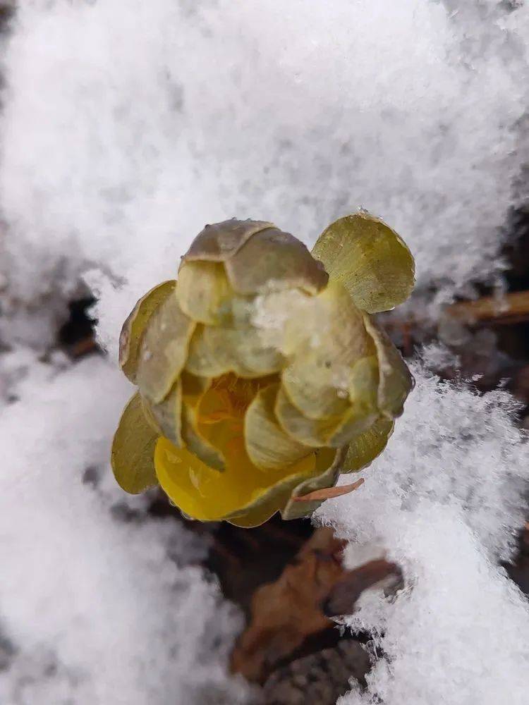 草根学文学冰凌花